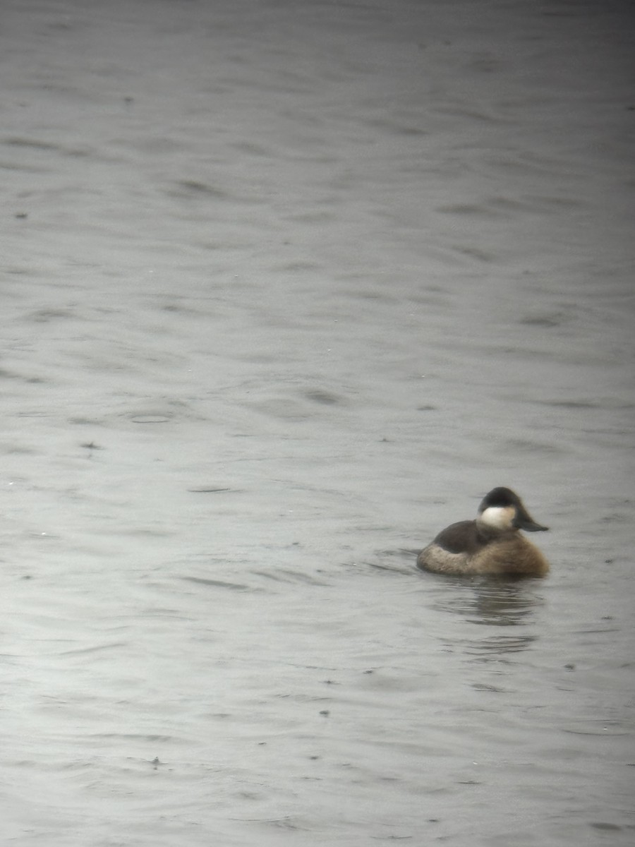 Ruddy Duck - ML646143976