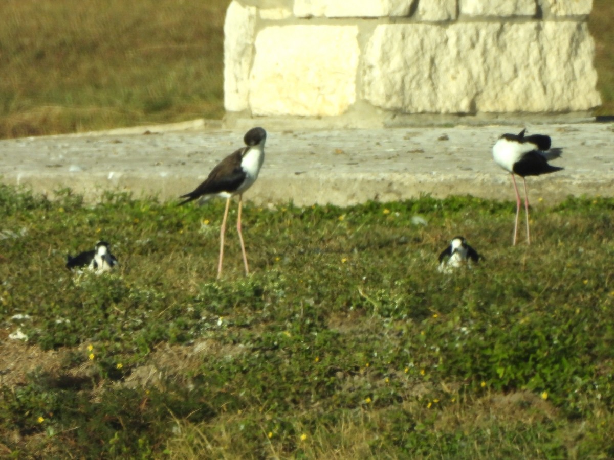 Black-necked Stilt - ML646143980