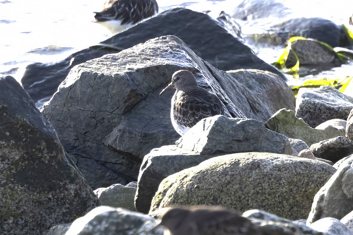 Rock Sandpiper - ML646143981