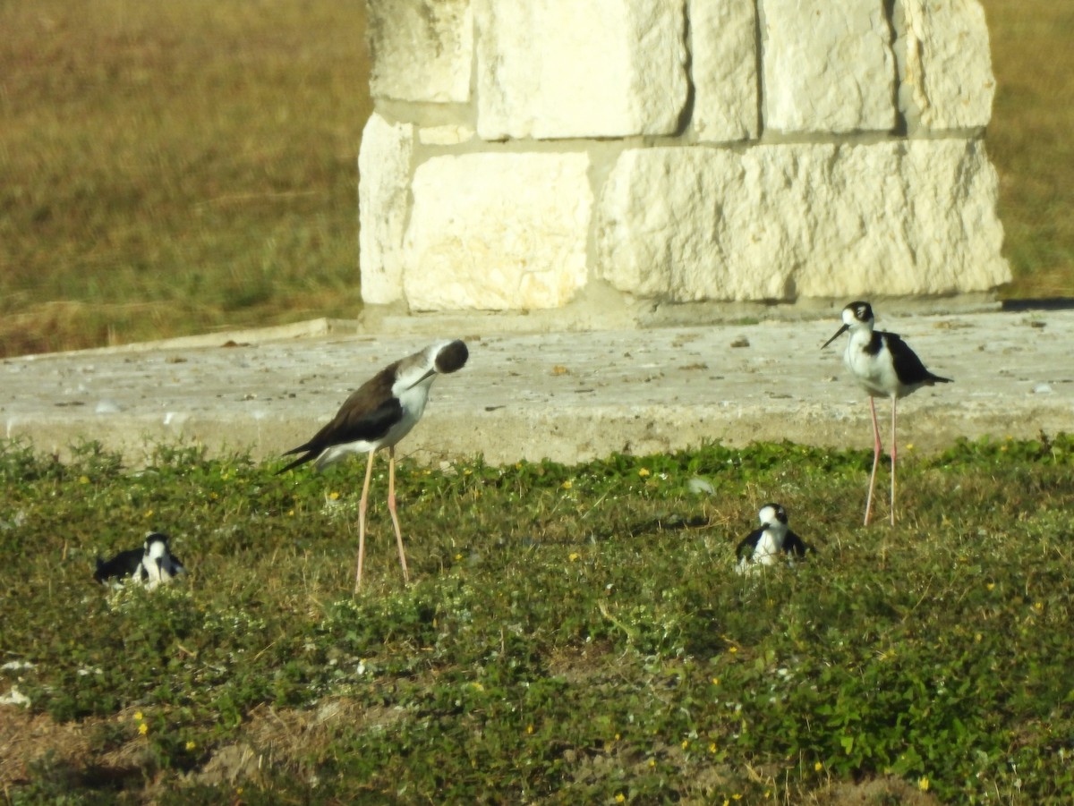 Black-necked Stilt - ML646143982