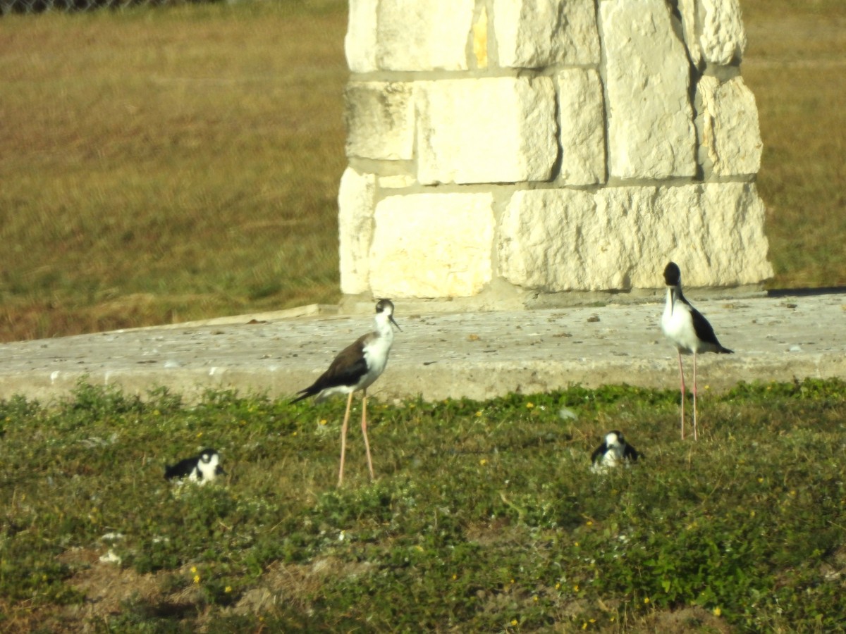 Black-necked Stilt - ML646143983