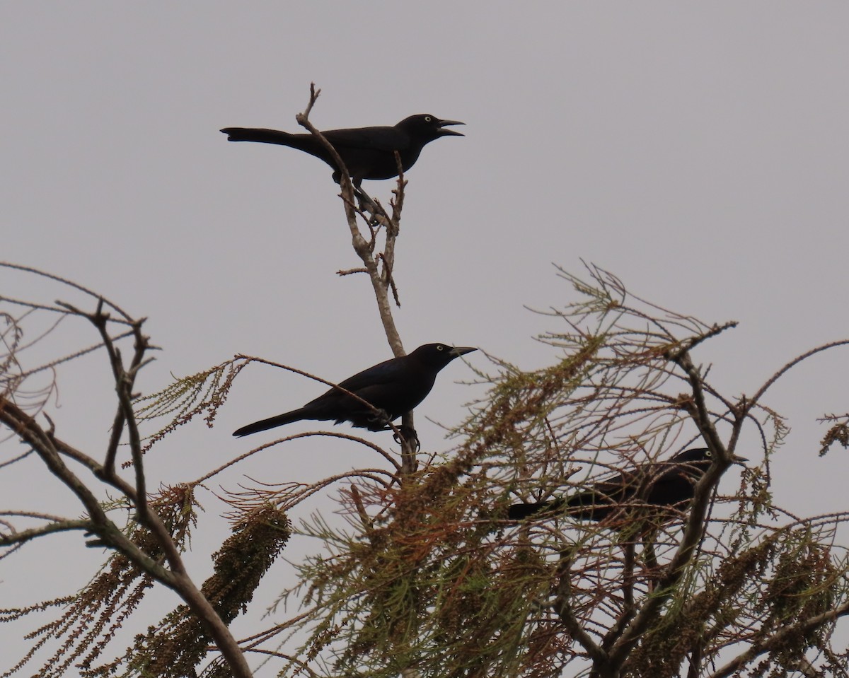 Zanate Común - ML646143984