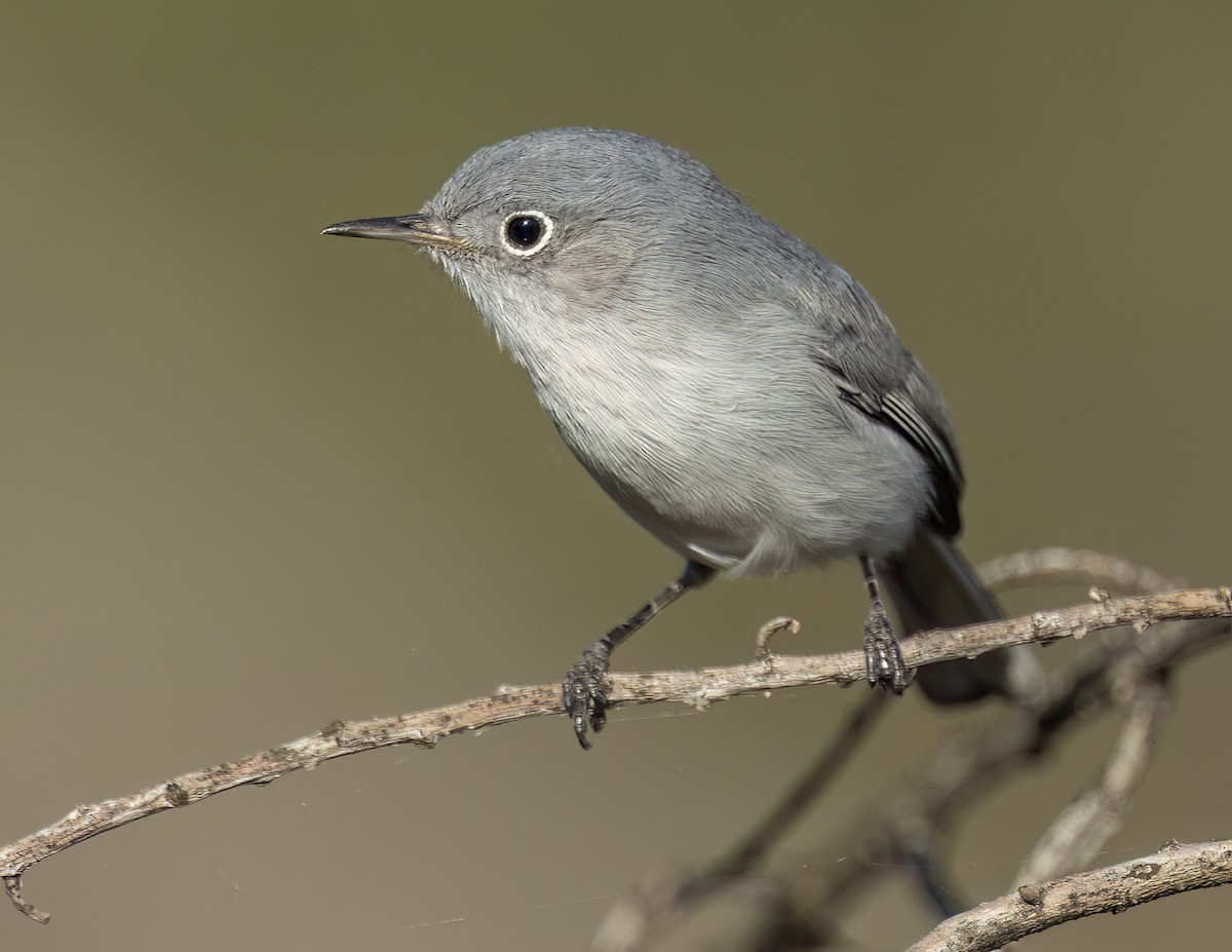 Blue-gray Gnatcatcher - ML646143990