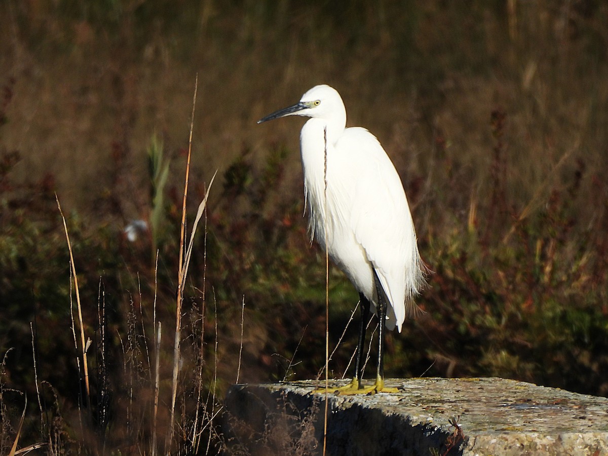 Little Egret - ML646143992
