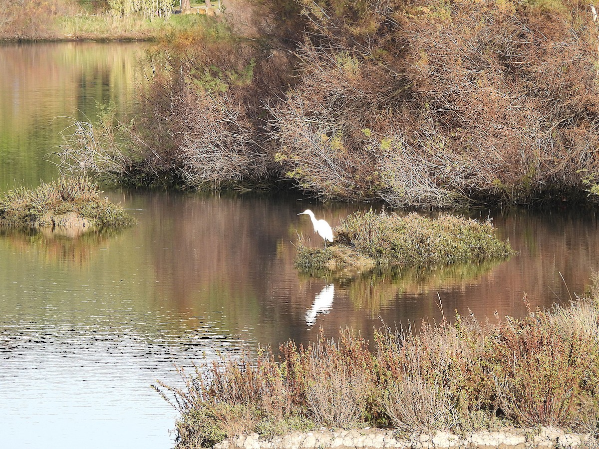 Little Egret - ML646143993