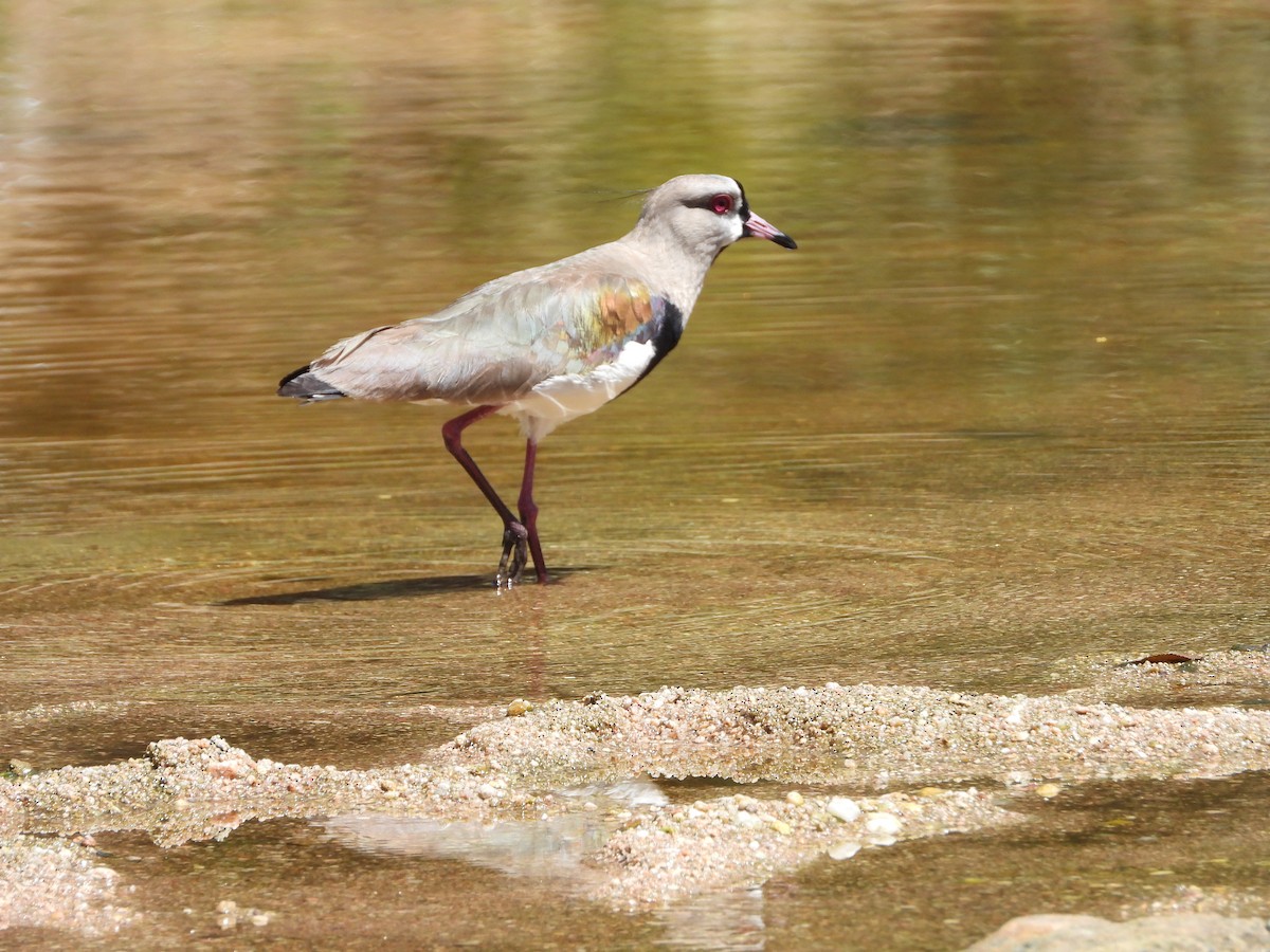 Southern Lapwing - ML646143995