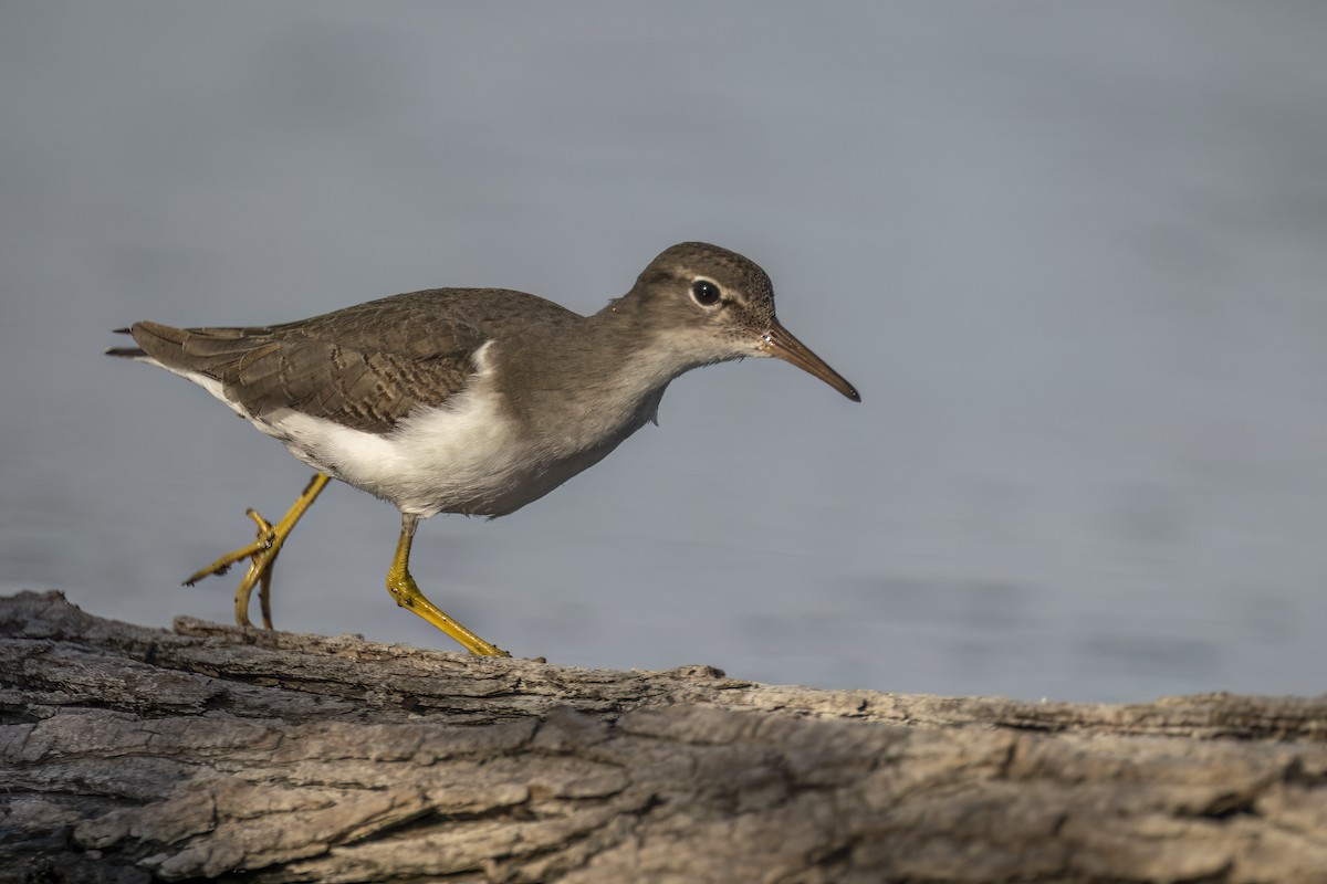 Spotted Sandpiper - ML646143996