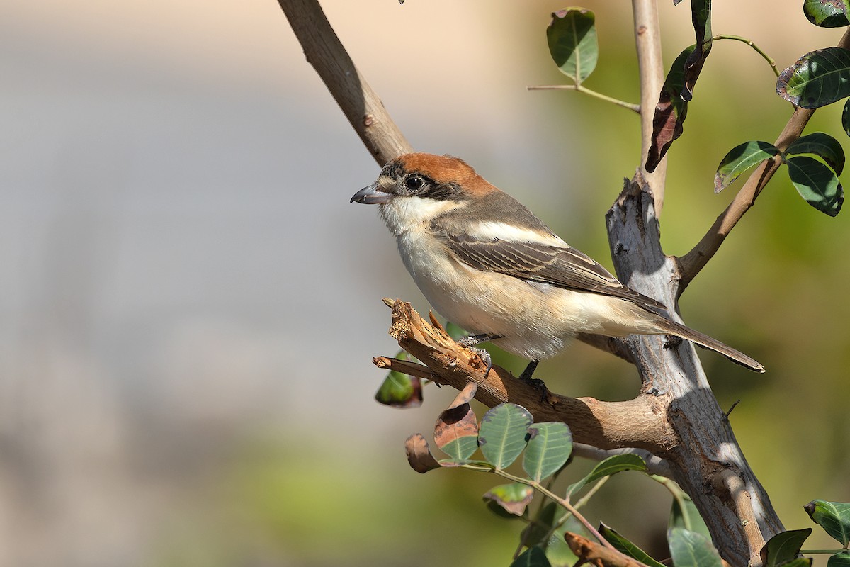 Woodchat Shrike - ML646143997