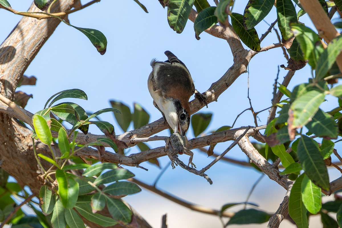 Woodchat Shrike - ML646143998
