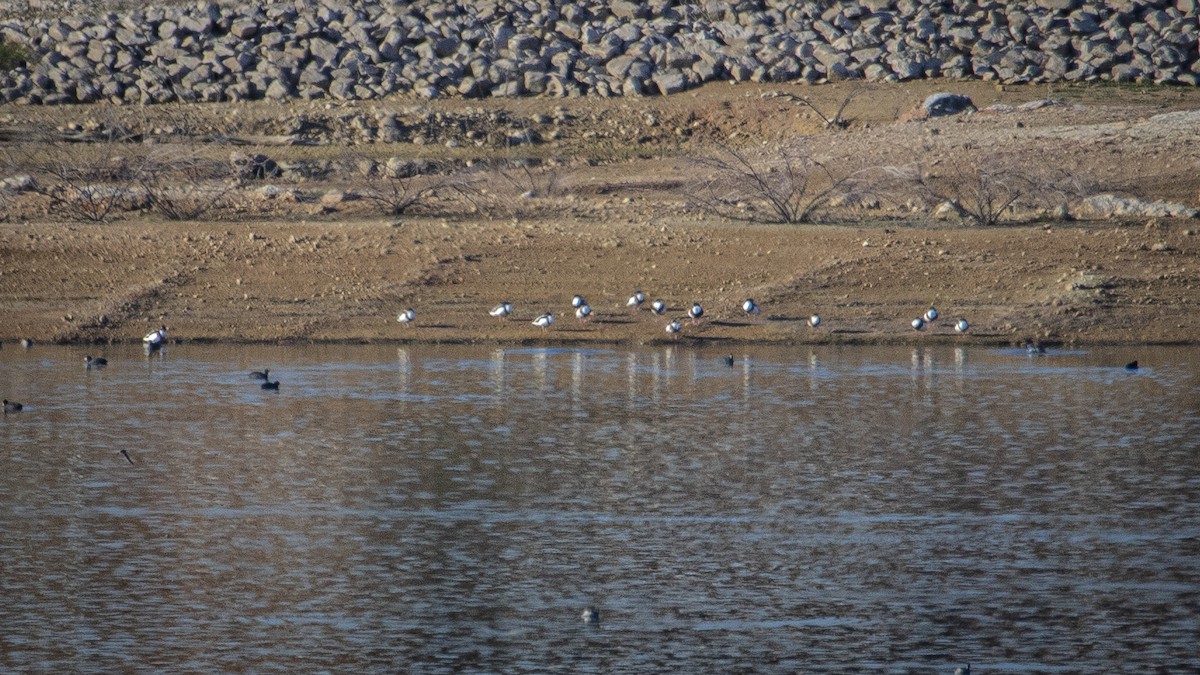 Paita arrunta - ML646144002