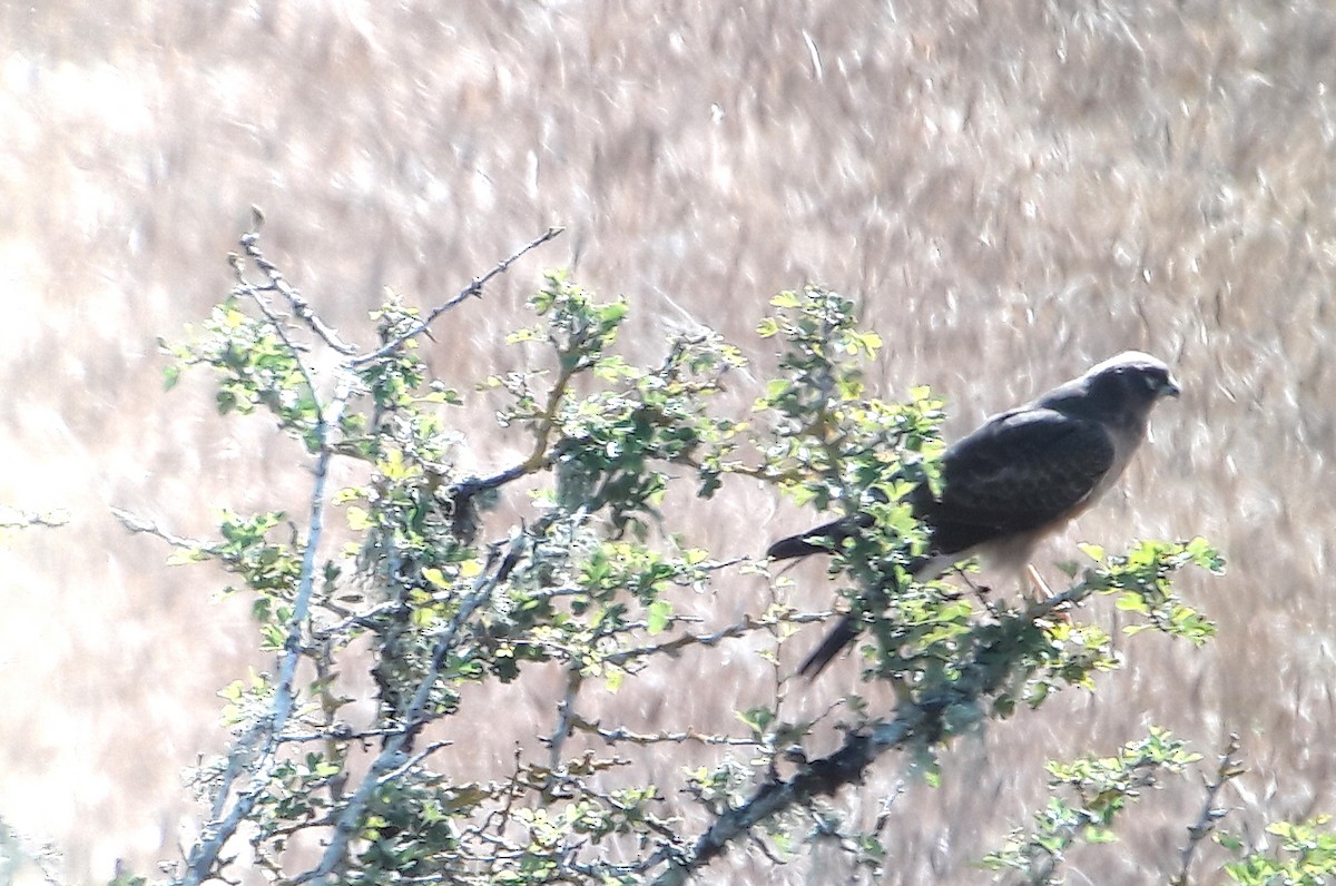 זרון פס - ML646144004