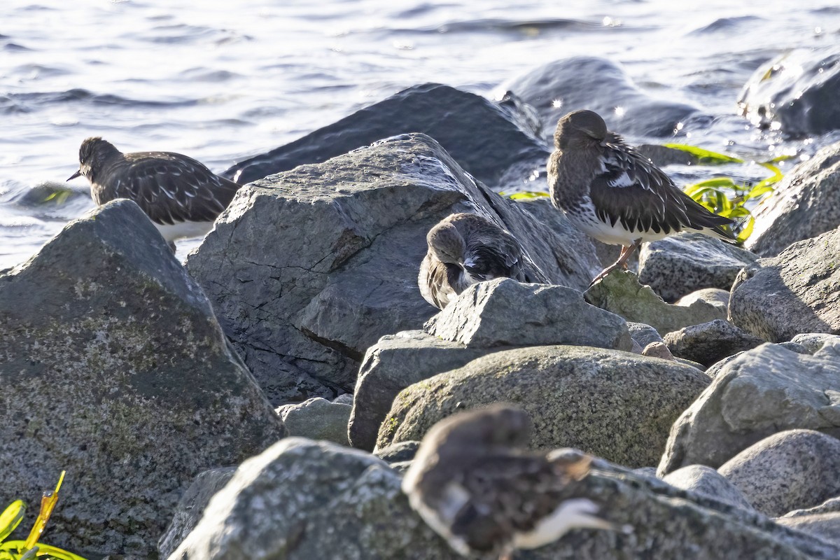 Rock Sandpiper - ML646144005