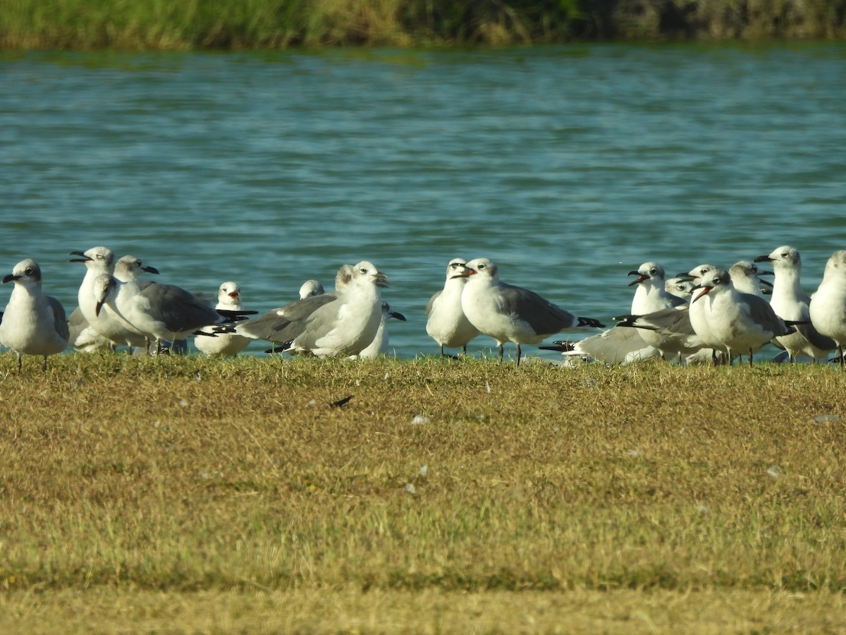 Мартин карибський - ML646144007