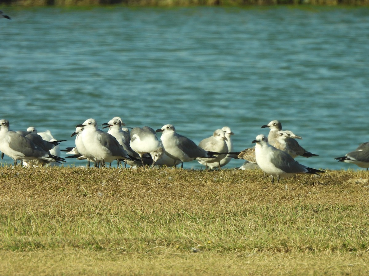 Мартин карибський - ML646144009