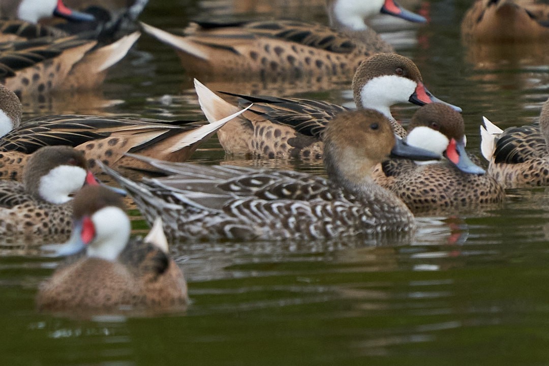 Шилохвіст північний - ML646144011