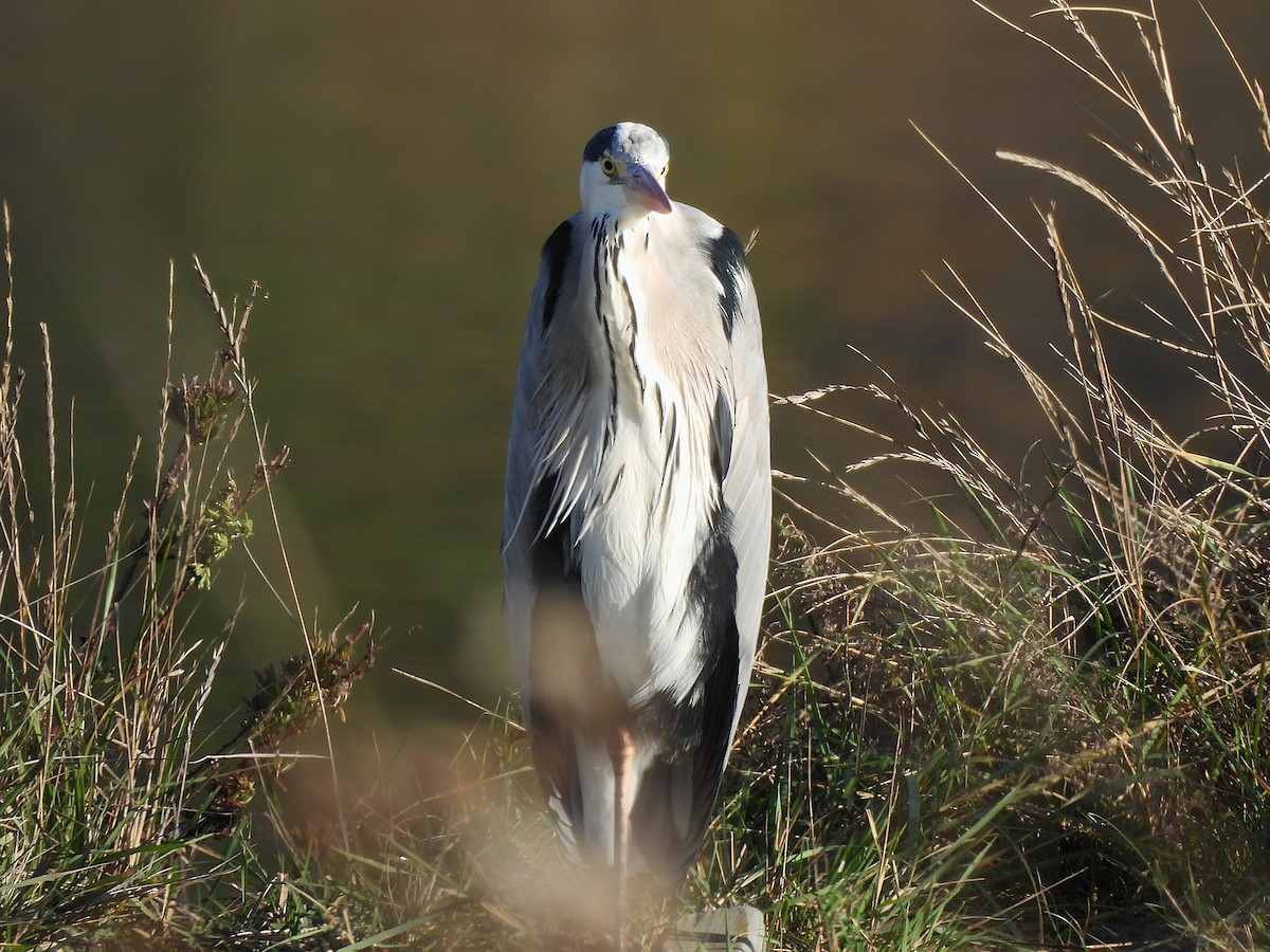 Чапля сіра - ML646144013