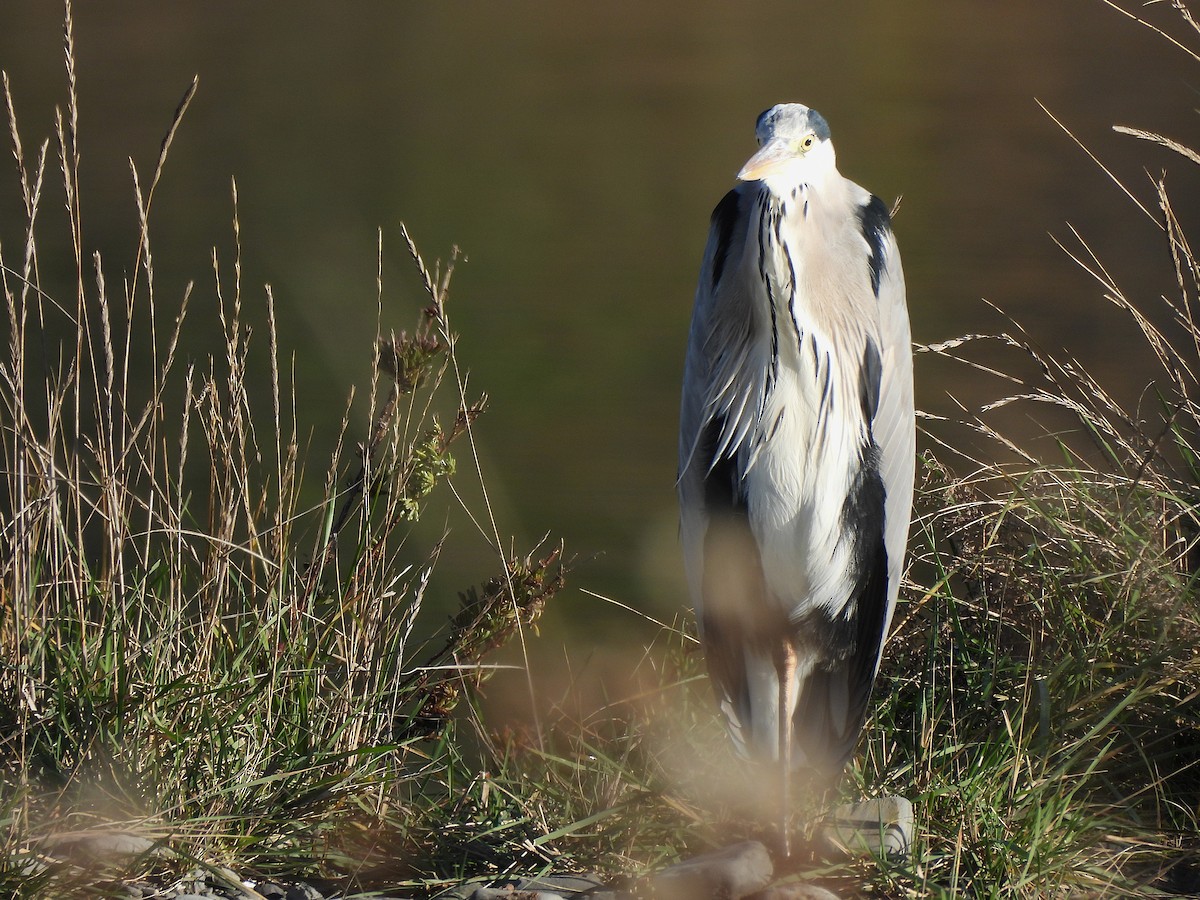 Чапля сіра - ML646144014