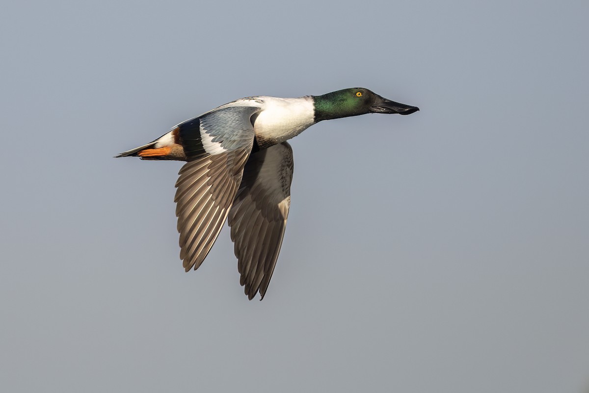 Широконіска північна - ML646144017