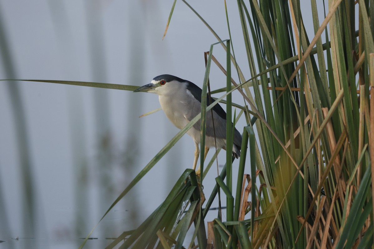 Квак звичайний - ML646144019