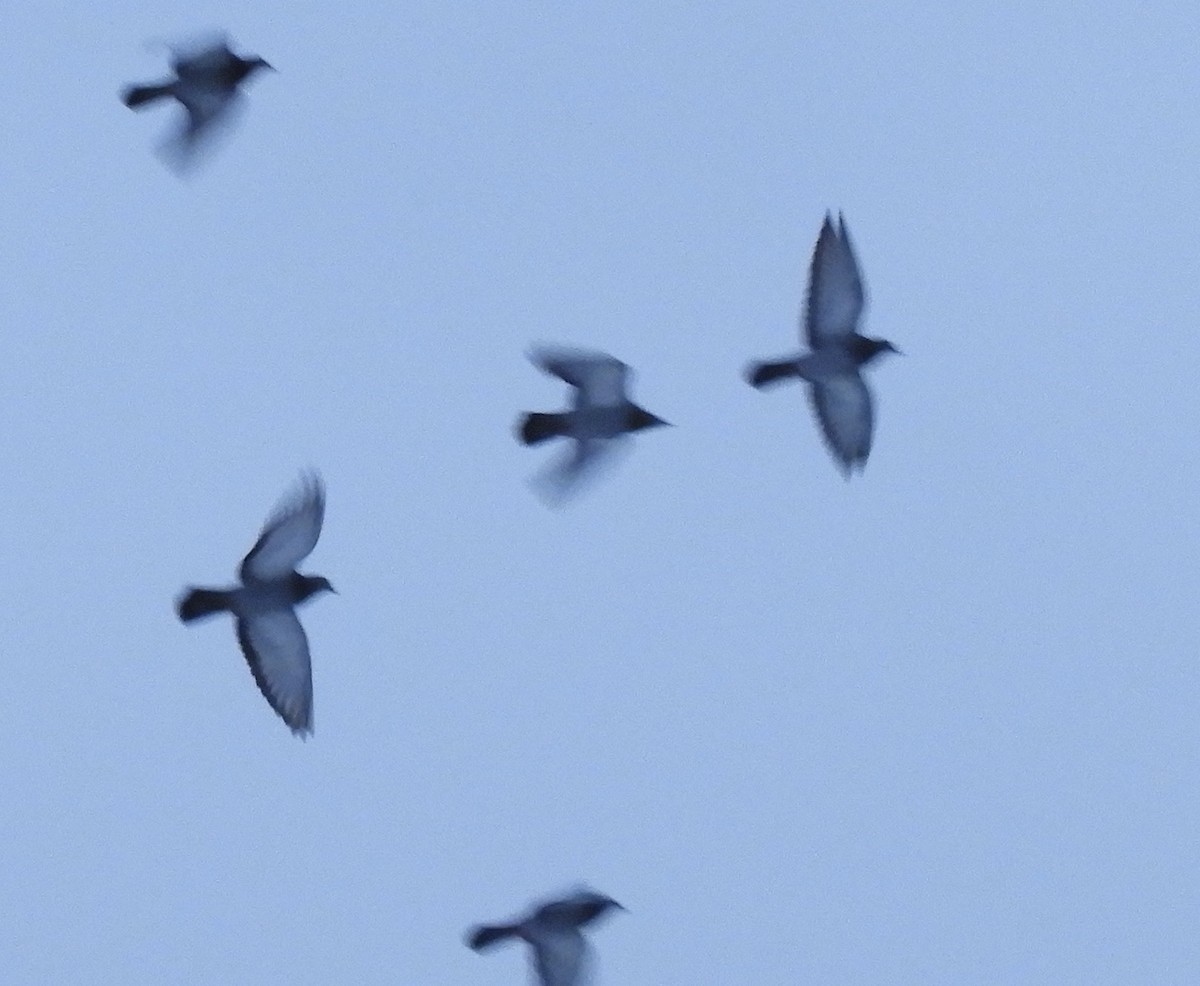 Голуб сизий (міський) - ML646144020