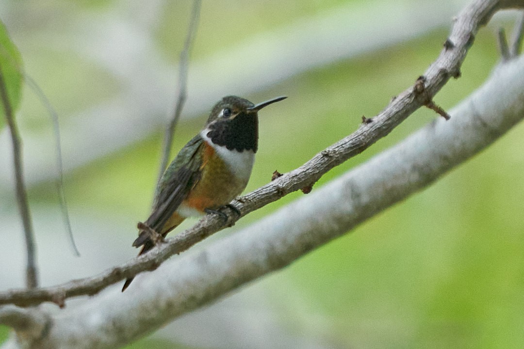 Колібрі-аметист багамський - ML646144021