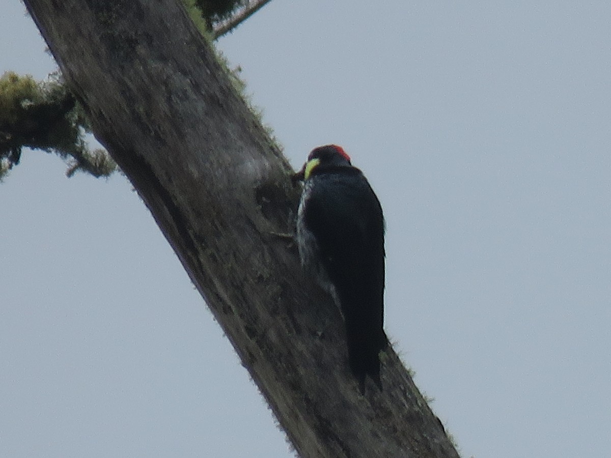 Гіла чорновола - ML646144022