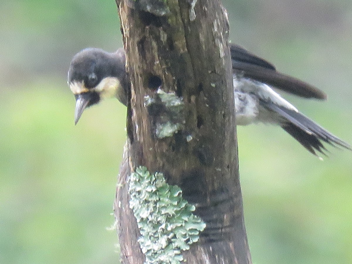 Гіла чорновола - ML646144023