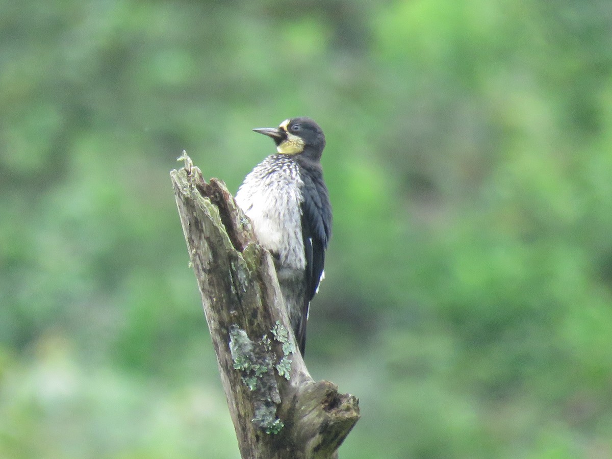 Гіла чорновола - ML646144024