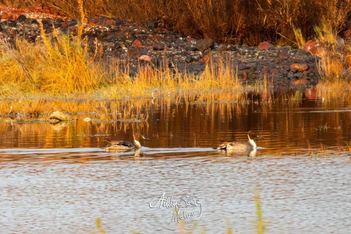 Шилохвіст північний - ML646144025