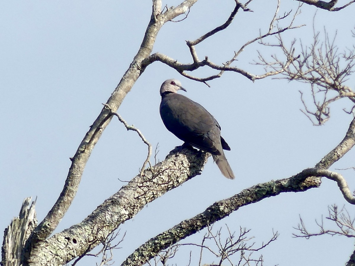 Горлиця червоноока - ML646144026