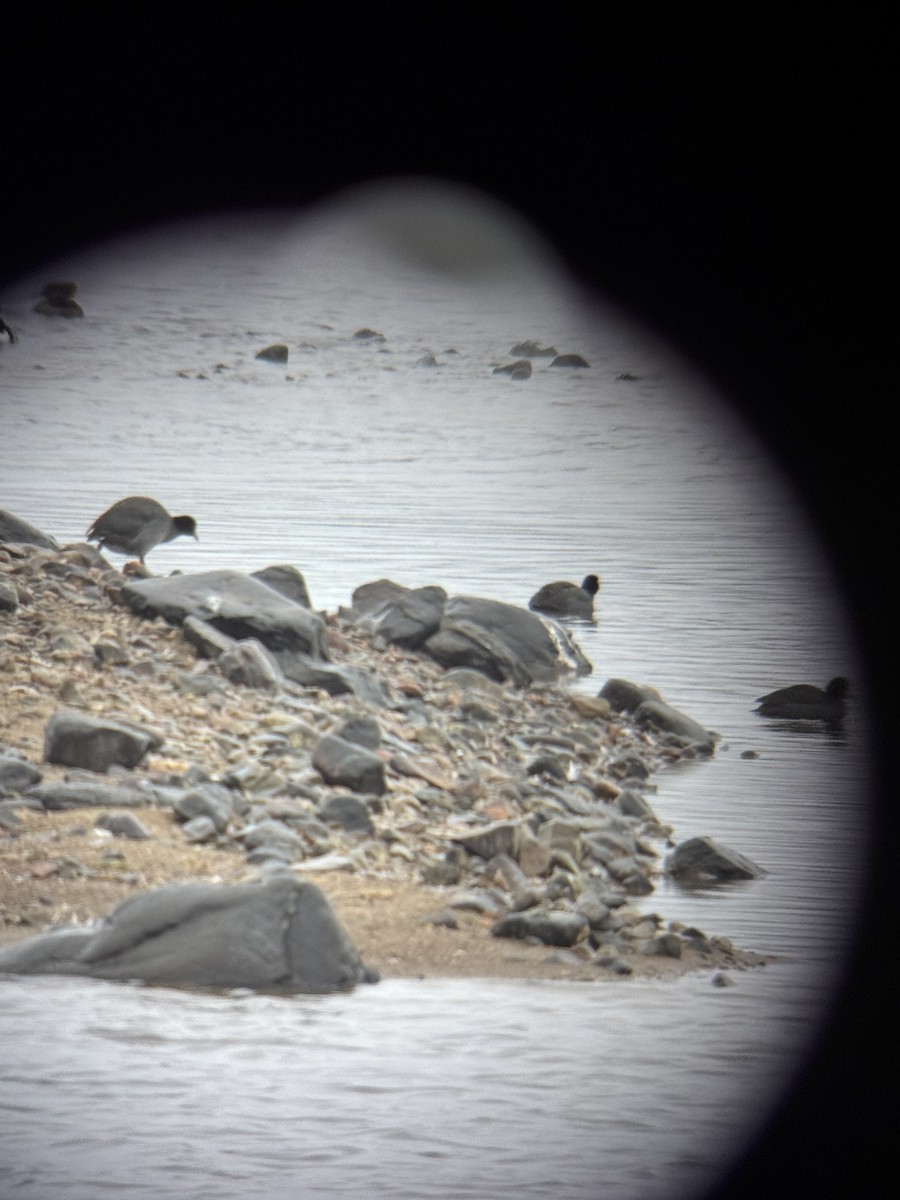 Лиска американська - ML646144027