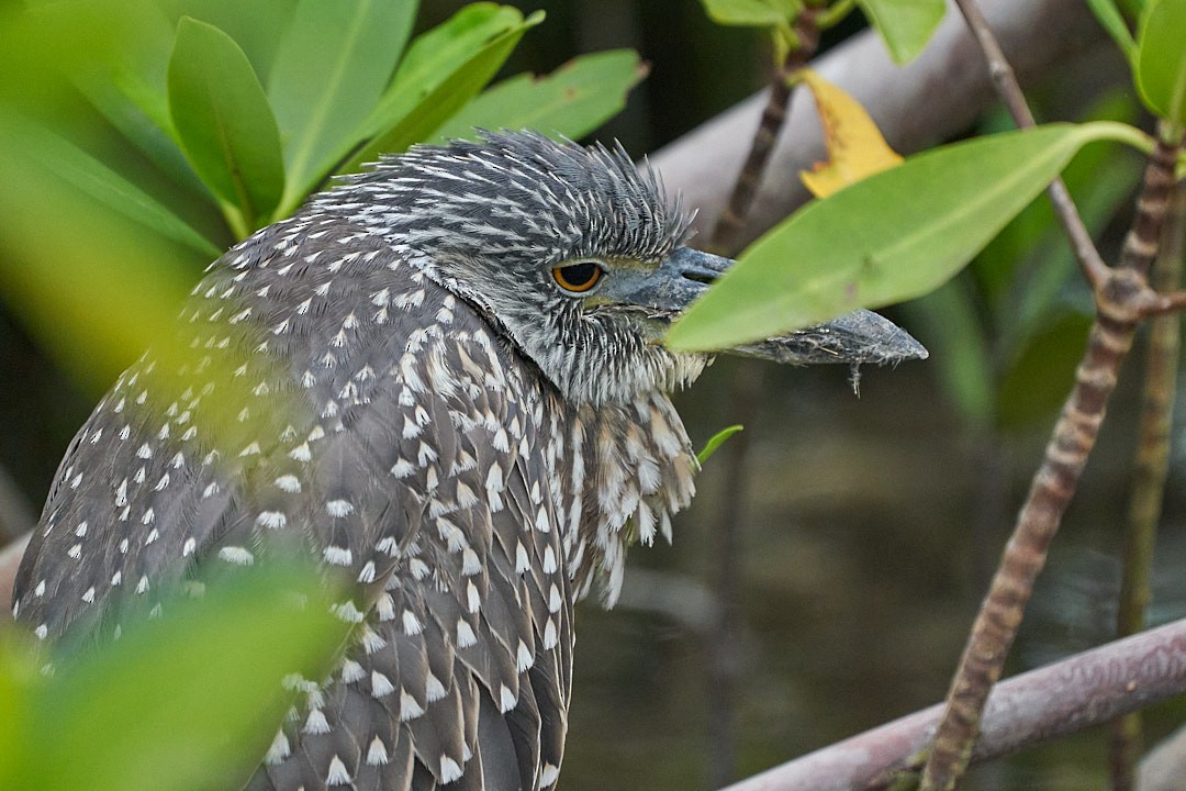 Квак чорногорлий - ML646144028