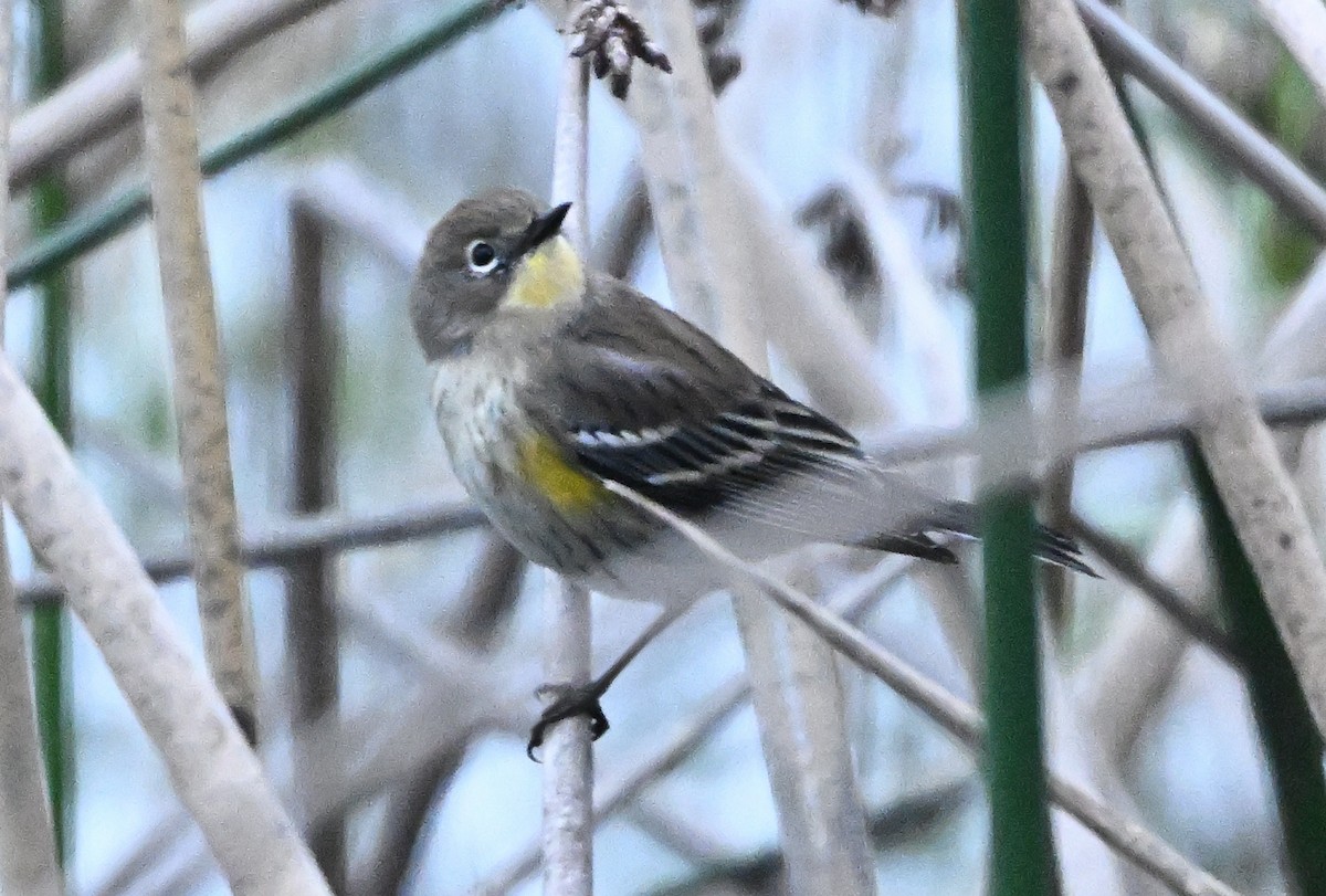 Пісняр-лісовик жовтогузий - ML646144029