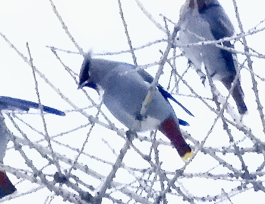 Омелюх звичайний - ML646144030