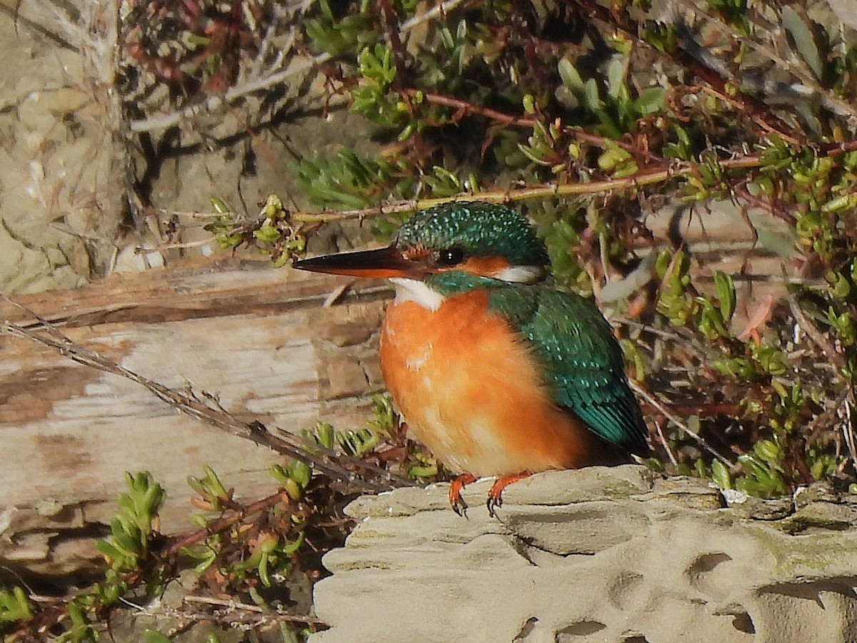 Рибалочка блакитний - ML646144032