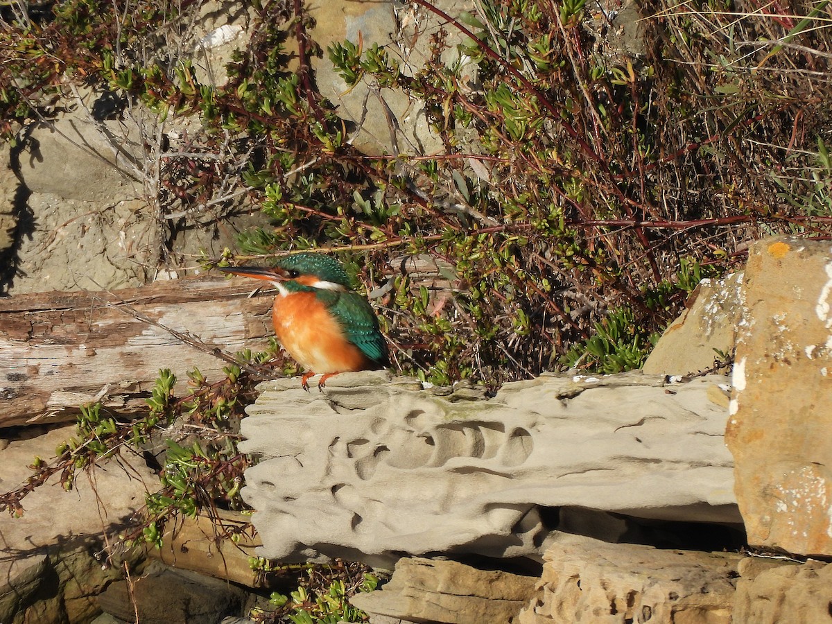 Рибалочка блакитний - ML646144033