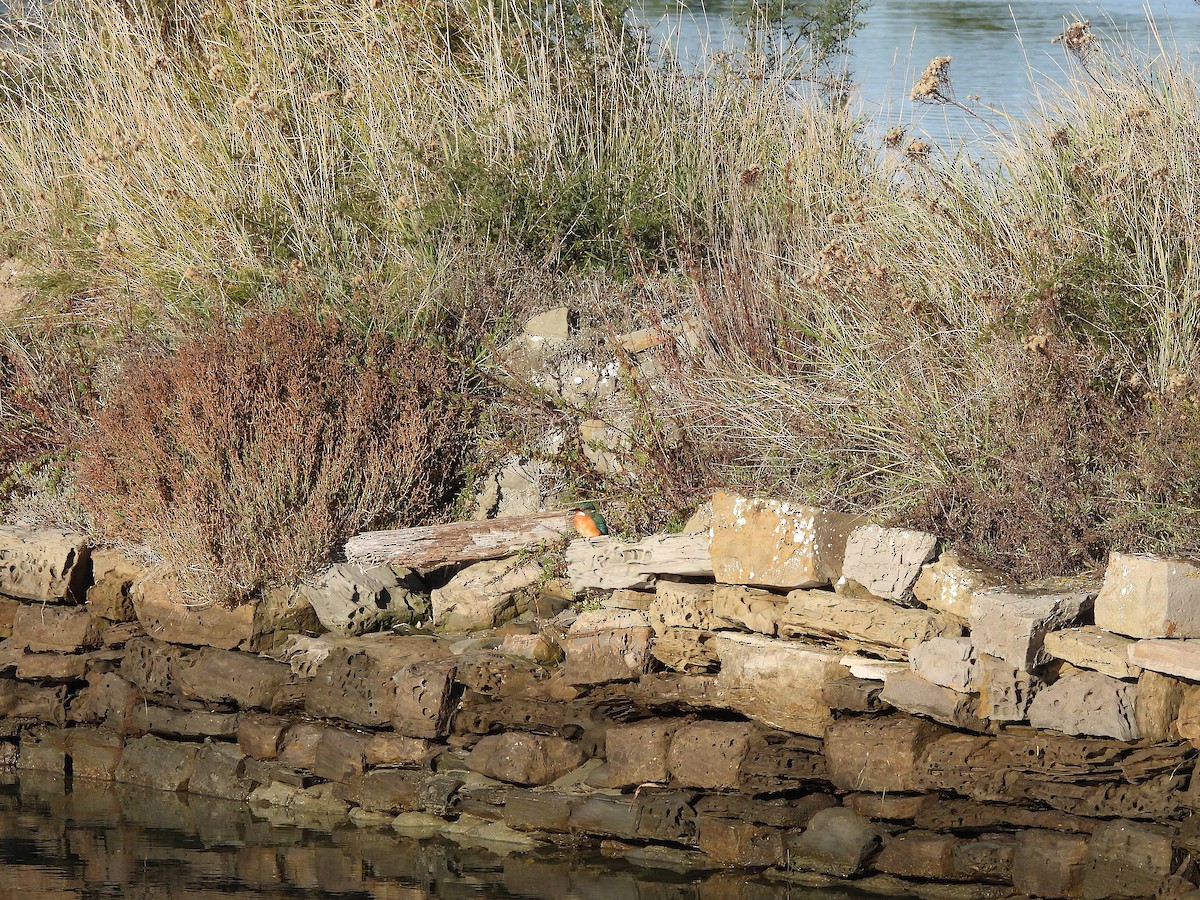 Рибалочка блакитний - ML646144034