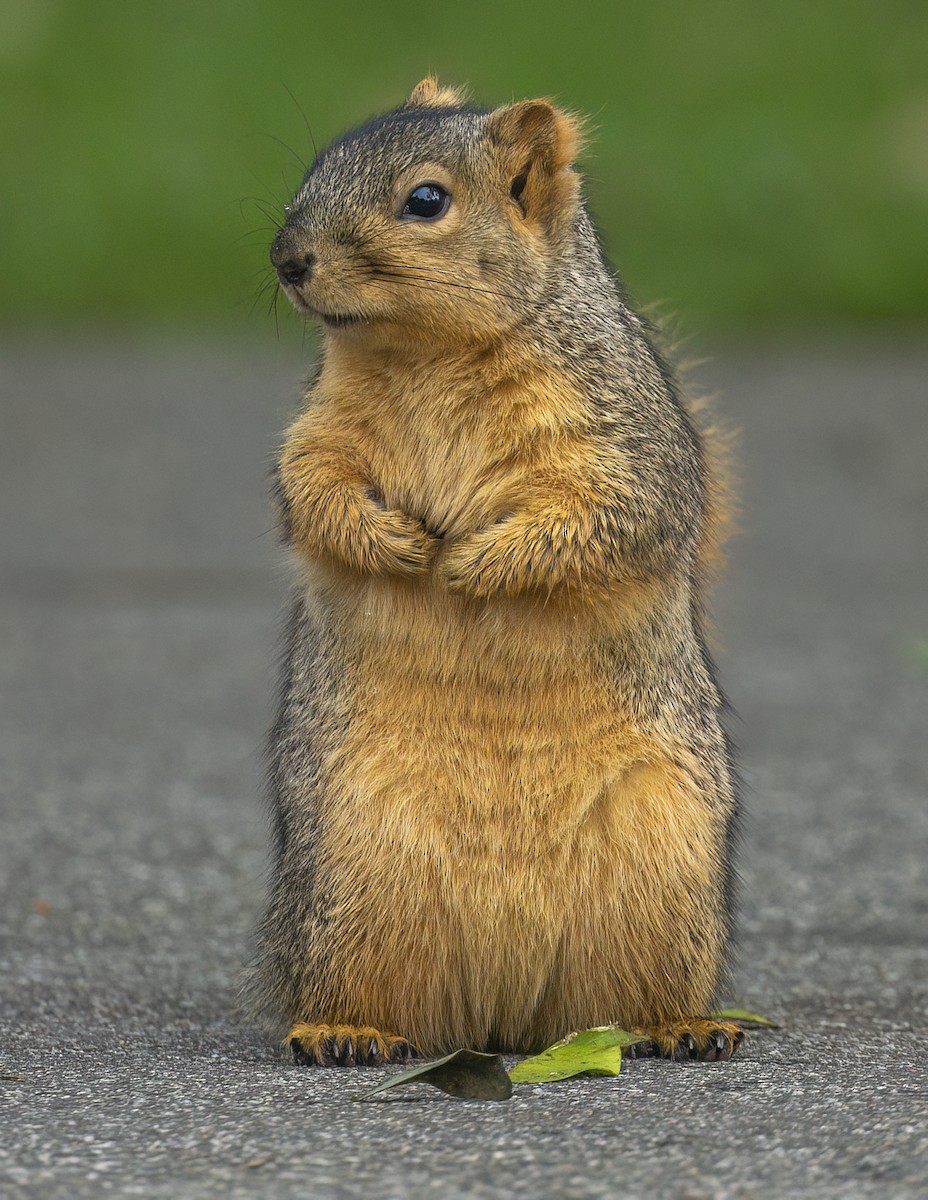 Mammals - ML646144035