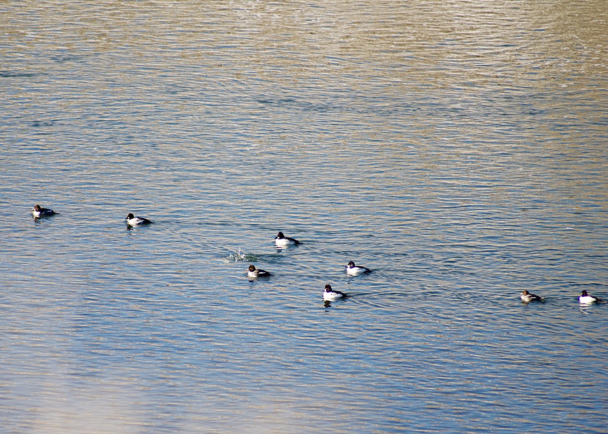 Гоголь зеленоголовий - ML646144036