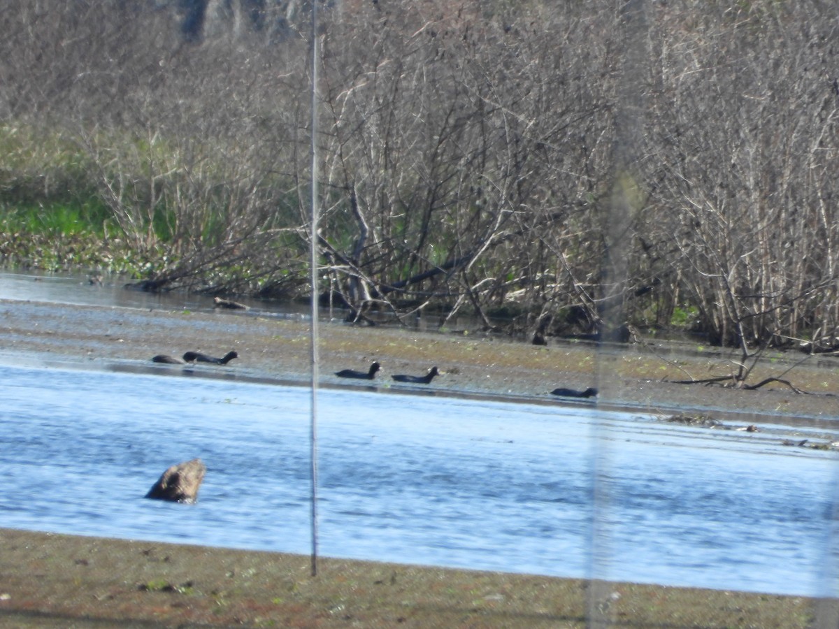 Лиска американська - ML646144037