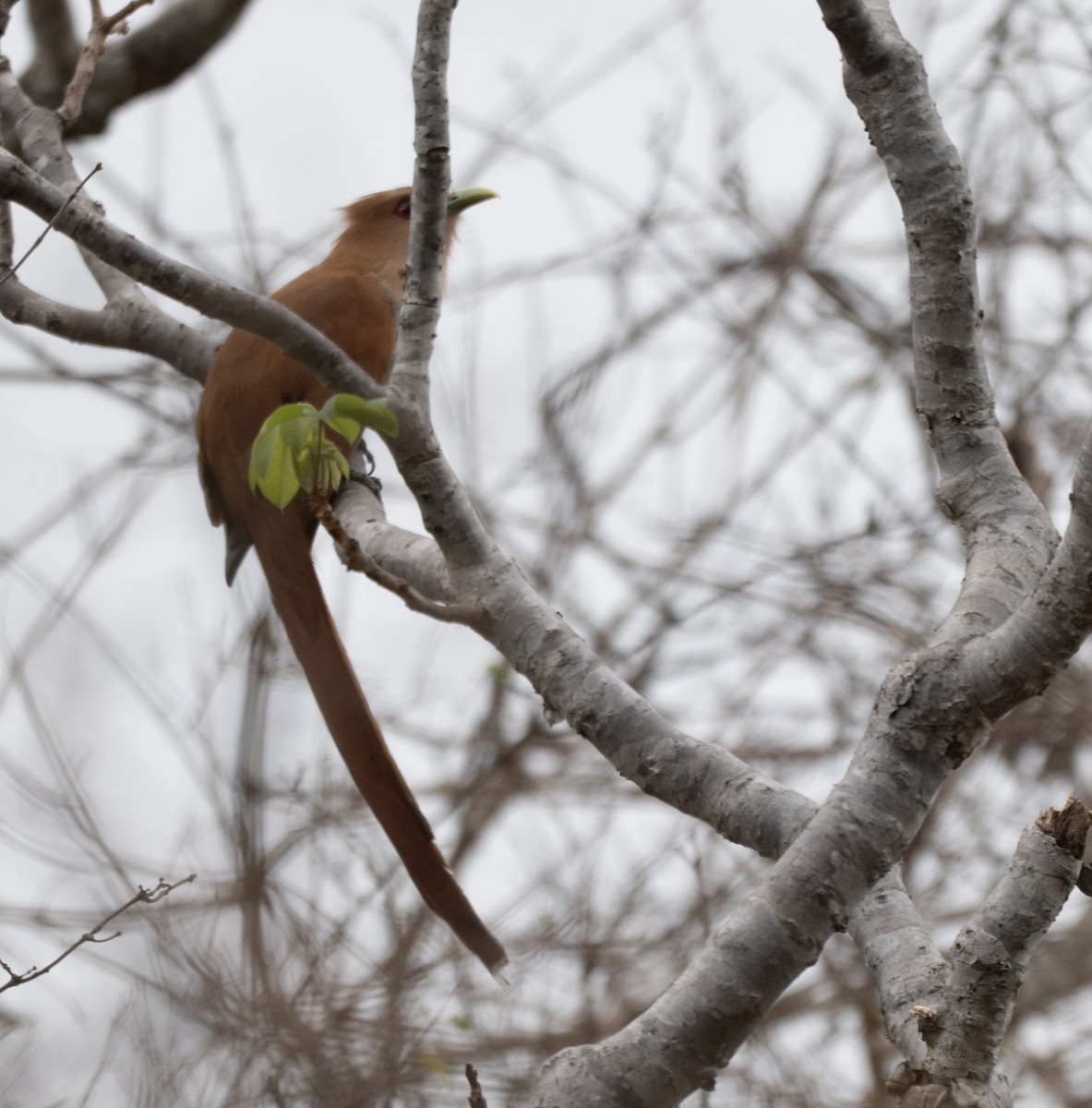 Common Squirrel-Cuckoo - ML646144038