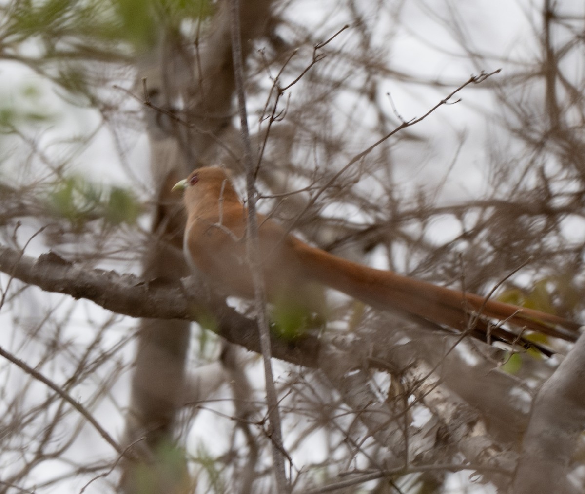 Common Squirrel-Cuckoo - ML646144039
