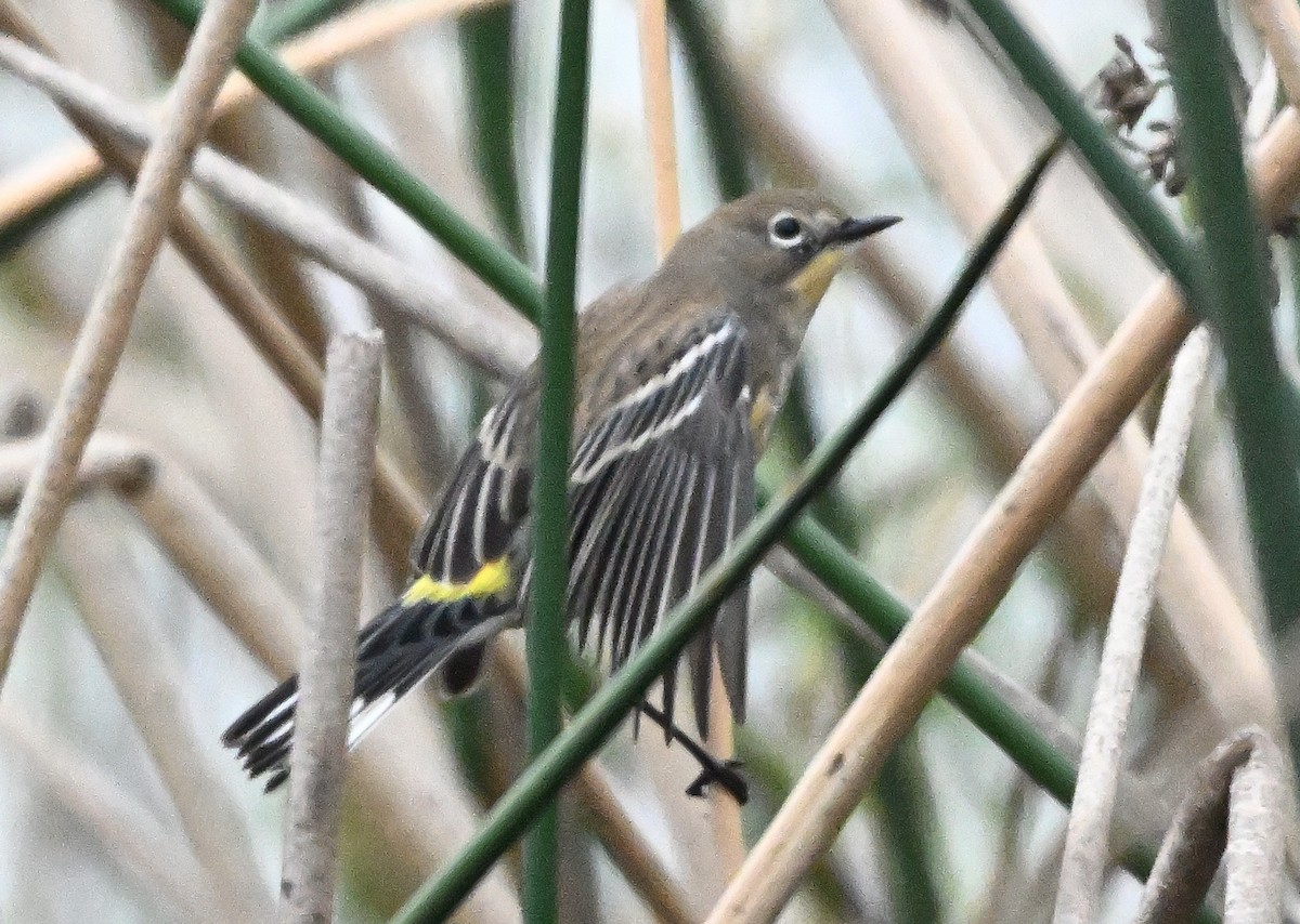 Пісняр-лісовик жовтогузий - ML646144041