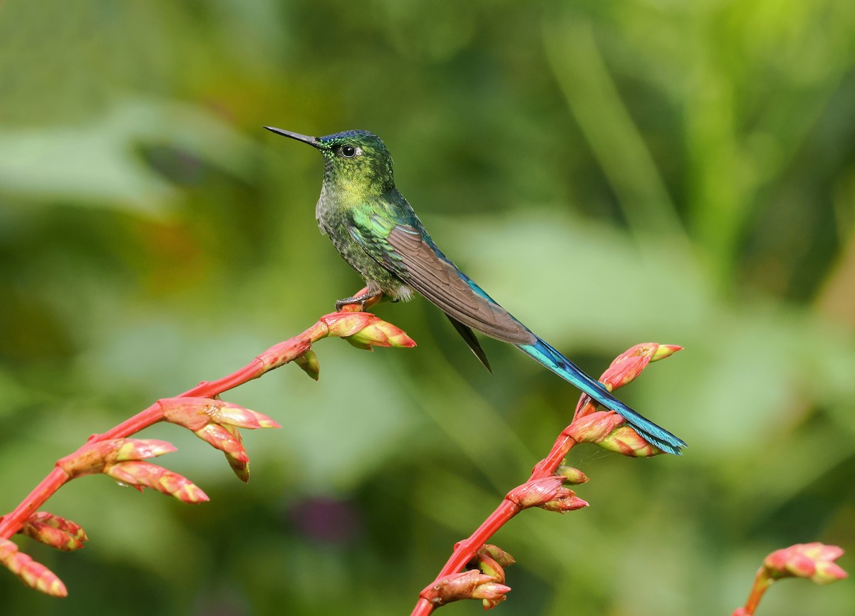 Колібрі-сильф королівський - ML646144042