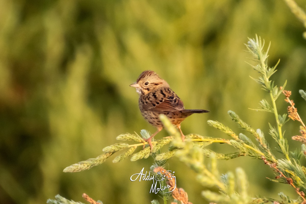 strnadec pruhohlavý - ML646144043