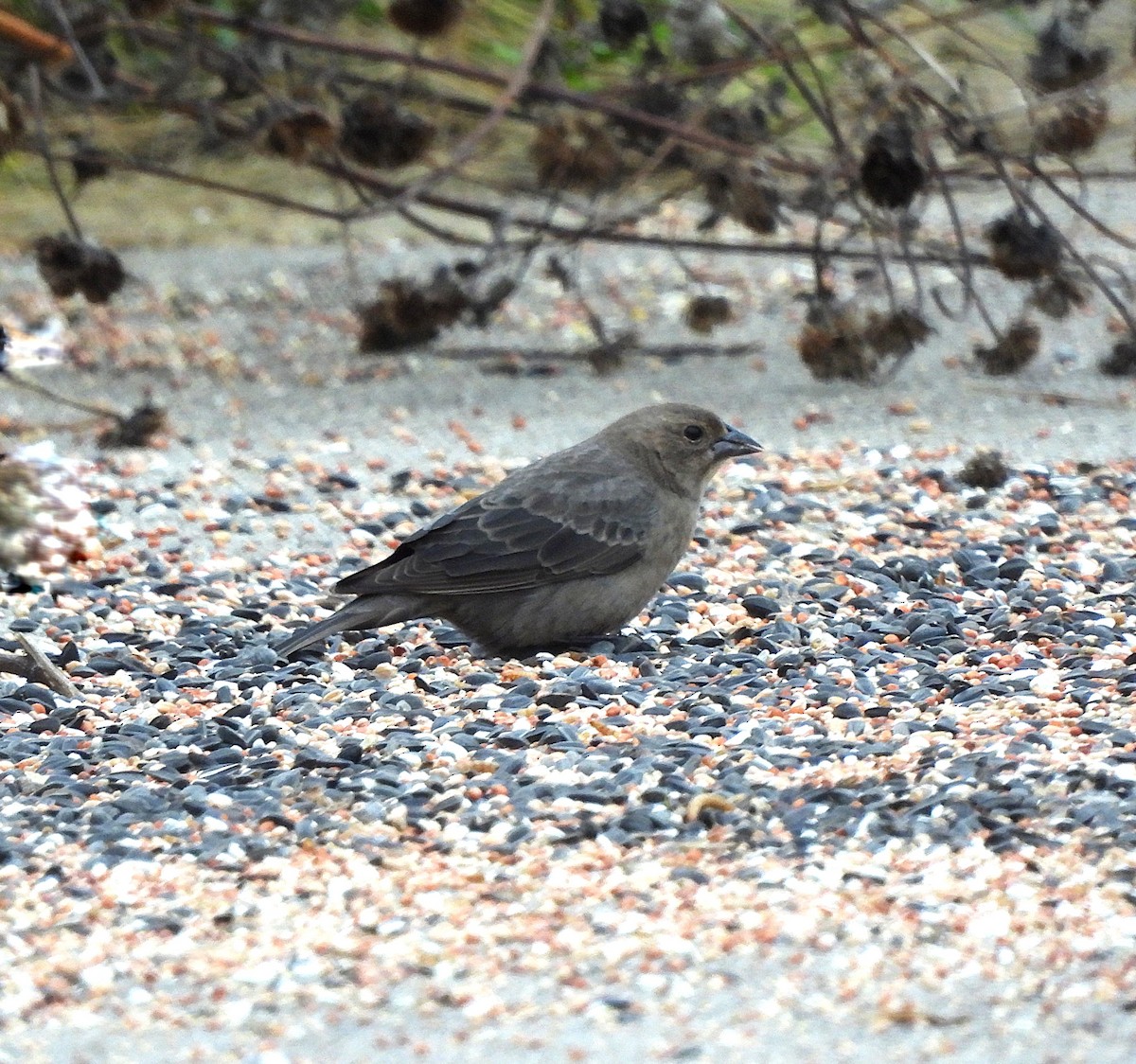 Вашер буроголовий - ML646144045