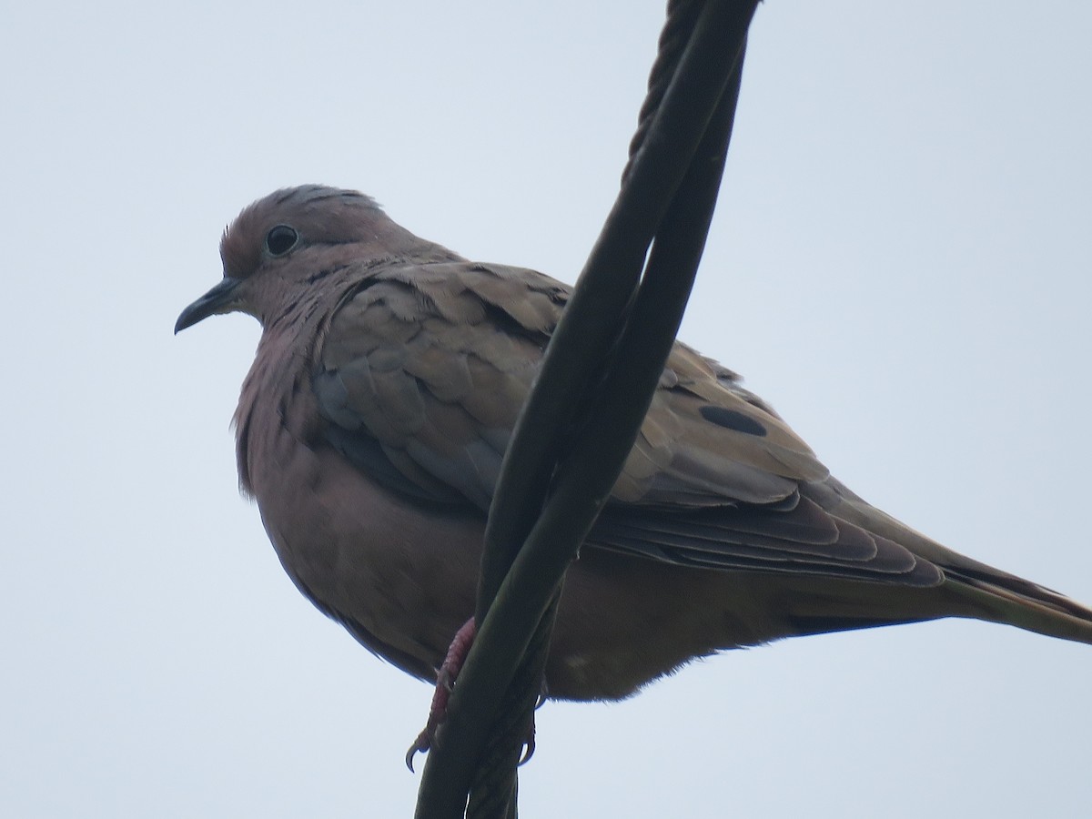 Зенаїда південна - ML646144046