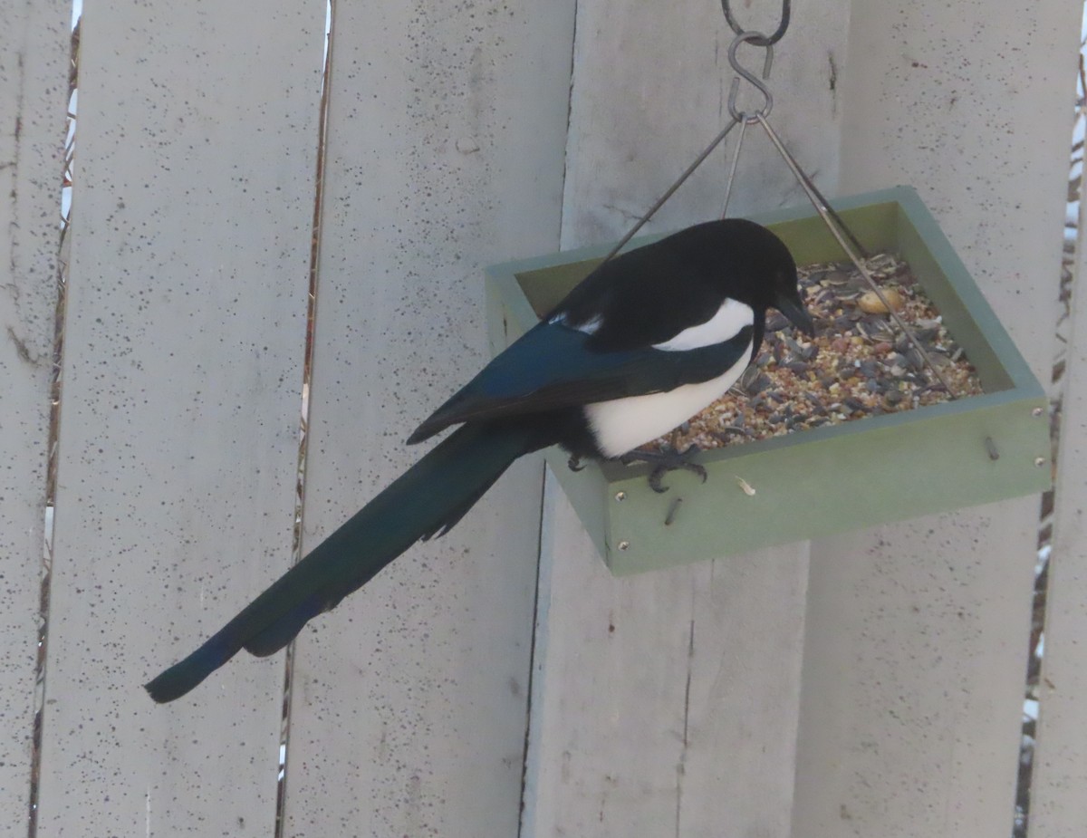 Сорока канадська - ML646144047