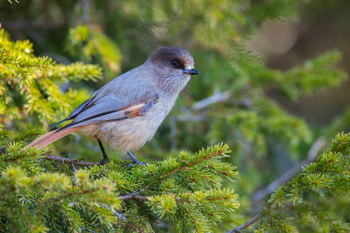 עורבני סיבירי - ML646144049