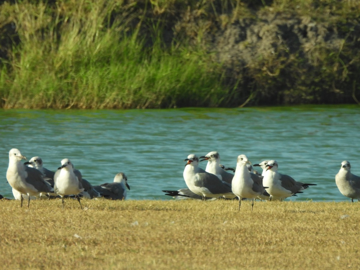 Mouette atricille - ML646144052
